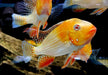 Heckels Buntbarsch, ALBINO - Acarichthys heckelii aqua-teck