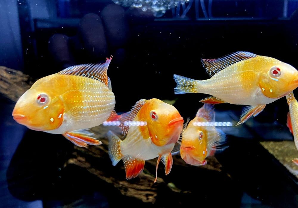 Heckels Buntbarsch, ALBINO - Acarichthys heckelii aqua-teck