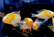 Heckels Buntbarsch, ALBINO - Acarichthys heckelii aqua-teck
