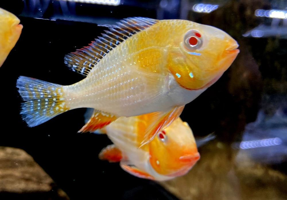 Heckels Buntbarsch, ALBINO - Acarichthys heckelii aqua-teck