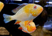 Heckels Buntbarsch, ALBINO - Acarichthys heckelii aqua-teck