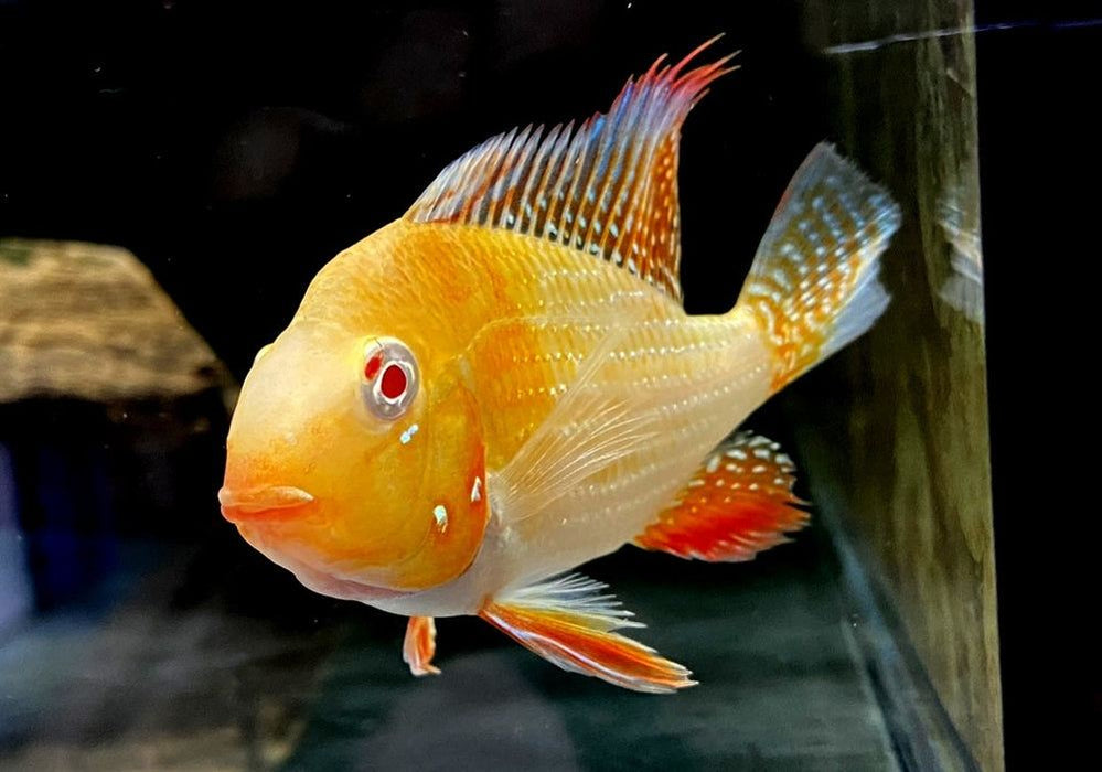 Heckels Buntbarsch, ALBINO - Acarichthys heckelii aqua-teck