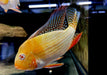 Heckels Buntbarsch, ALBINO - Acarichthys heckelii aqua-teck