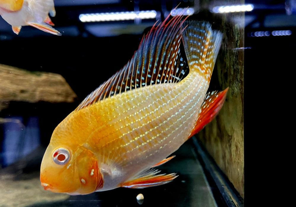 Heckels Buntbarsch, ALBINO - Acarichthys heckelii aqua-teck