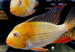 Heckels Buntbarsch, ALBINO - Acarichthys heckelii aqua-teck