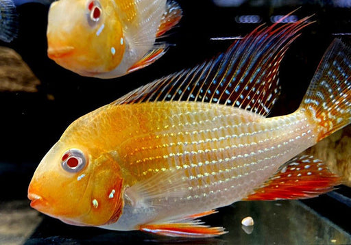 Heckels Buntbarsch, ALBINO - Acarichthys heckelii aqua-teck