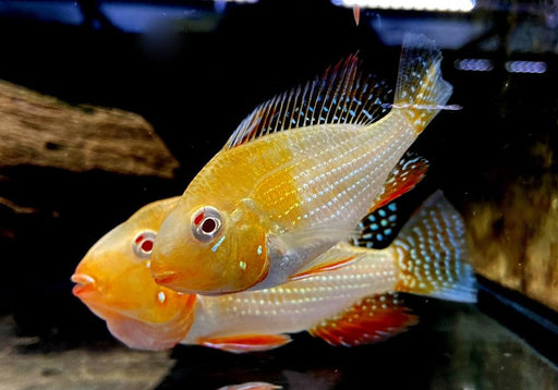 Heckels Buntbarsch, ALBINO - Acarichthys heckelii aqua-teck