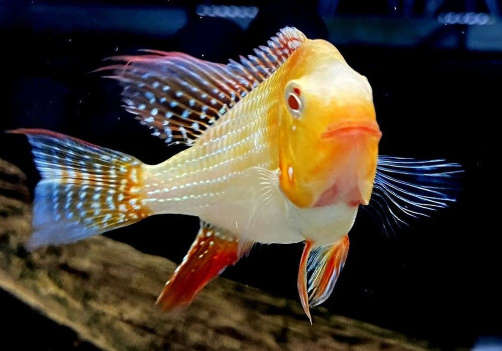 Heckels Buntbarsch, ALBINO - Acarichthys heckelii aqua-teck