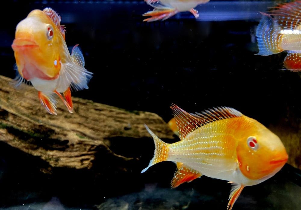 Heckels Buntbarsch, ALBINO - Acarichthys heckelii aqua-teck