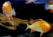 Heckels Buntbarsch, ALBINO - Acarichthys heckelii aqua-teck