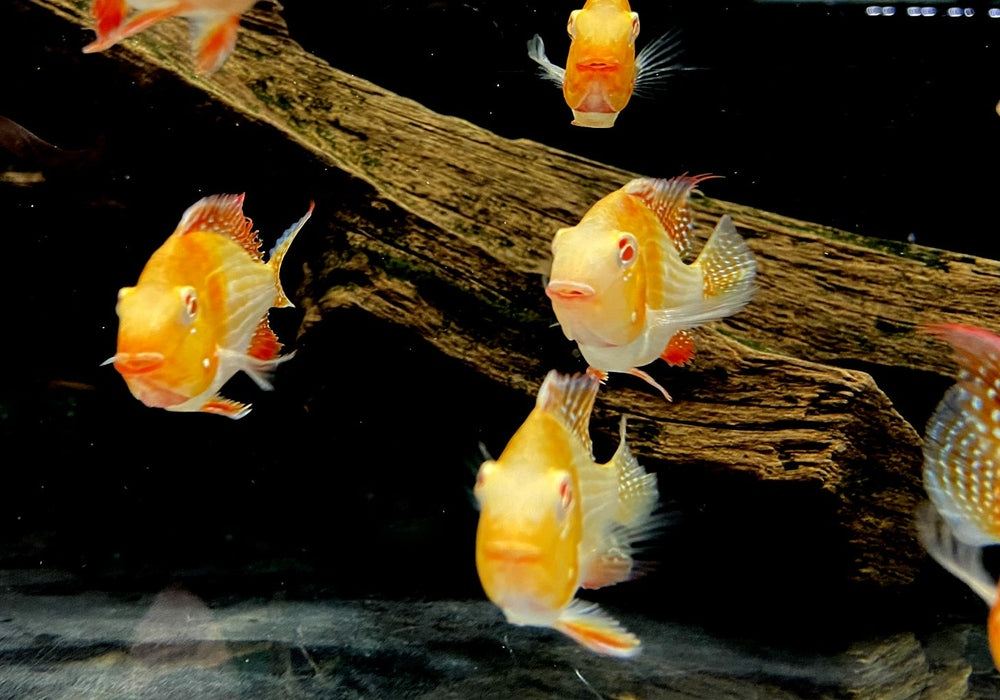 Heckels Buntbarsch, ALBINO - Acarichthys heckelii aqua-teck