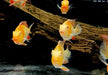 Heckels Buntbarsch, ALBINO - Acarichthys heckelii aqua-teck