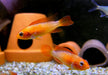 Agassizi Zwergbuntbarsch 'fire red' - Apistogramma agassizii 'fire red'