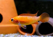 Agassizi Zwergbuntbarsch 'fire red' - Apistogramma agassizii 'fire red'