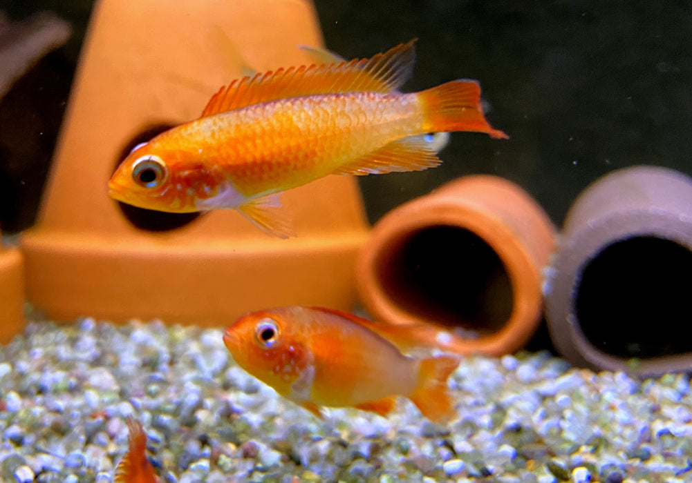 Agassizi Zwergbuntbarsch 'fire red' - Apistogramma agassizii 'fire red'