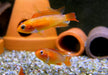 Agassizi Zwergbuntbarsch 'fire red' - Apistogramma agassizii 'fire red'