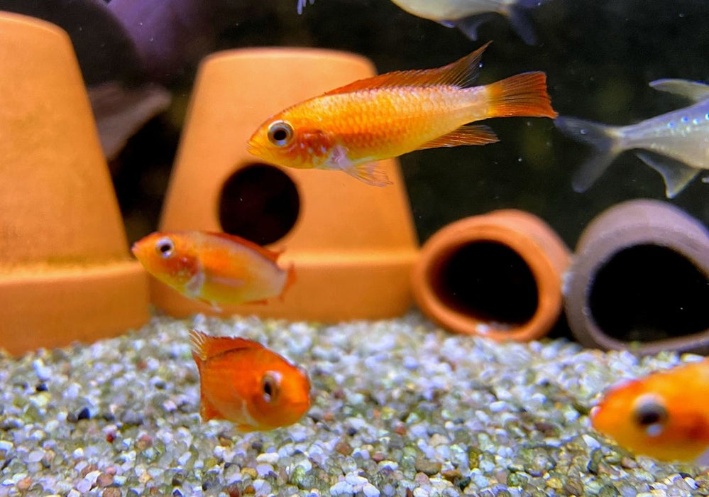 Agassizi Zwergbuntbarsch 'fire red' - Apistogramma agassizii 'fire red'