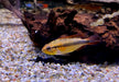 Agassizi Zwergbuntbarsch doppel-rot - Apistogramma agassizii