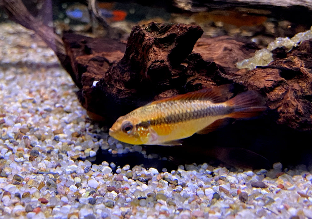 Agassizi Zwergbuntbarsch doppel-rot - Apistogramma agassizii