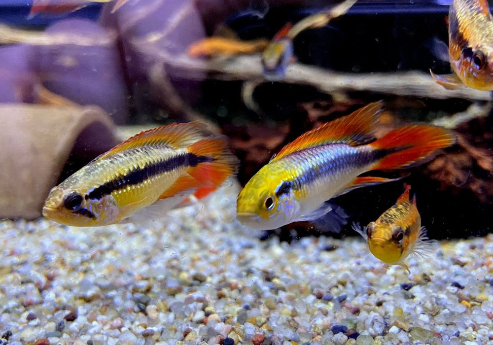 Agassizi Zwergbuntbarsch doppel-rot - Apistogramma agassizii