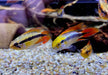 Agassizi Zwergbuntbarsch doppel-rot - Apistogramma agassizii