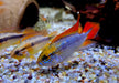 Agassizi Zwergbuntbarsch doppel-rot - Apistogramma agassizii