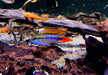 Agassizi Zwergbuntbarsch doppel-rot - Apistogramma agassizii