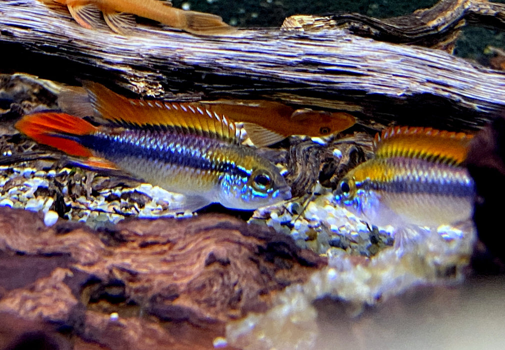 Agassizi Zwergbuntbarsch doppel-rot - Apistogramma agassizii