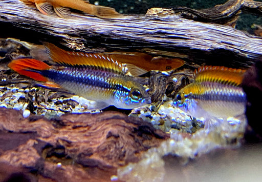 Agassizi Zwergbuntbarsch doppel-rot - Apistogramma agassizii