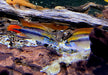 Agassizi Zwergbuntbarsch doppel-rot - Apistogramma agassizii