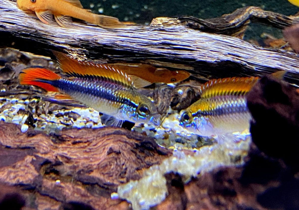 Agassizi Zwergbuntbarsch doppel-rot - Apistogramma agassizii