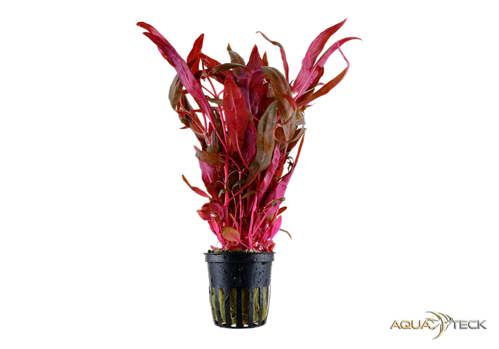 Alternanthera reineckii 'Pink' aqua-teck