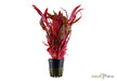 Alternanthera reineckii 'Pink' aqua-teck