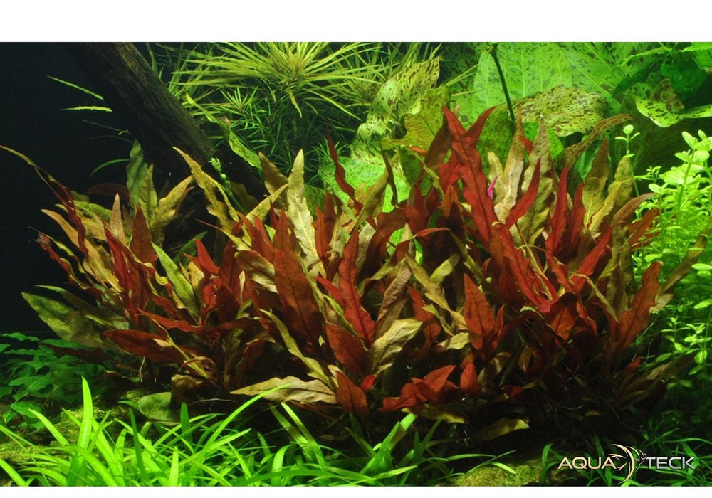 Alternanthera reineckii 'Pink' aqua-teck