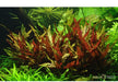 Alternanthera reineckii 'Pink' aqua-teck