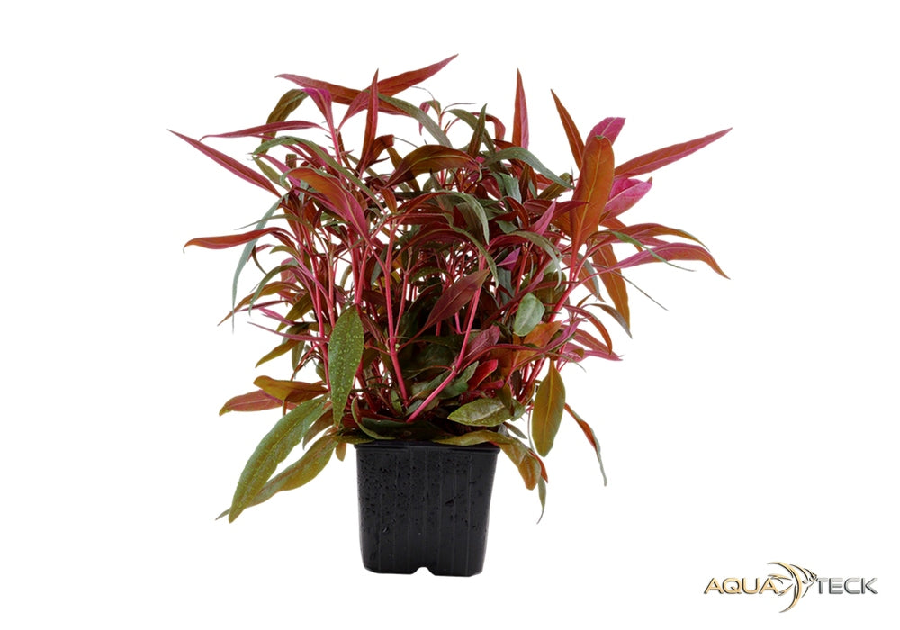 Alternanthera reineckii 'Pink' XL aqua-teck