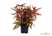 Alternanthera reineckii 'Pink' XL aqua-teck