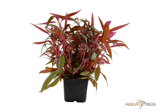 Alternanthera reineckii 'Pink' XL aqua-teck