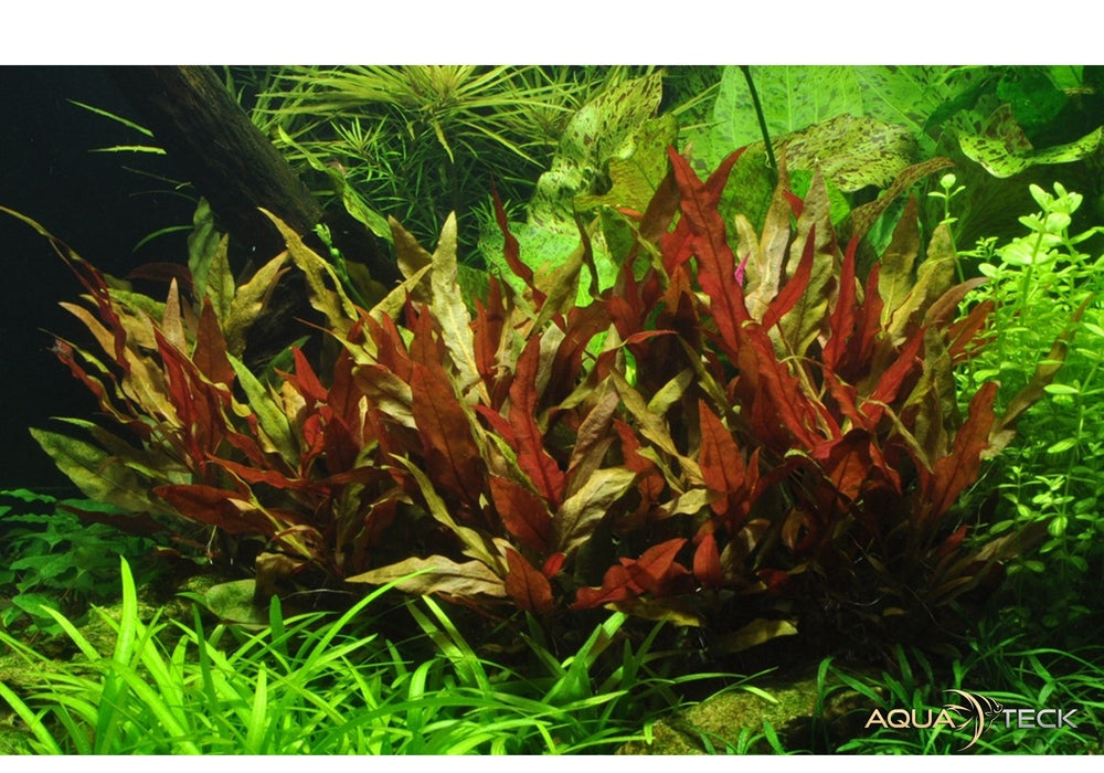 Alternanthera reineckii 'Pink' XL aqua-teck