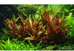 Alternanthera reineckii 'Pink' XL aqua-teck