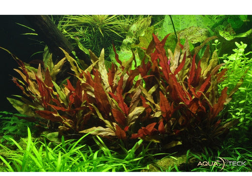 Alternanthera reineckii 'Pink' XL aqua-teck