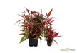 Alternanthera reineckii 'Pink' XL aqua-teck
