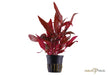 Alternanthera reineckii 'Rosanervig'