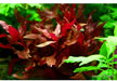 Alternanthera reineckii 'Rosanervig'