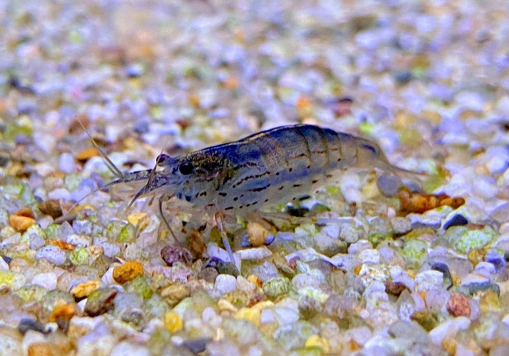 XL - Amanogarnele - Caridina japonica XL aqua-teck