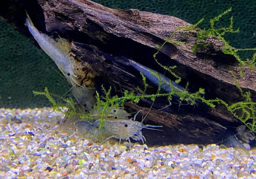 XL - Amanogarnele - Caridina japonica XL aqua-teck