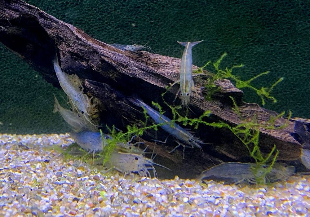 XL - Amanogarnele - Caridina japonica XL aqua-teck