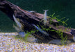 XL - Amanogarnele - Caridina japonica XL aqua-teck