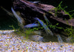 XL - Amanogarnele - Caridina japonica XL aqua-teck