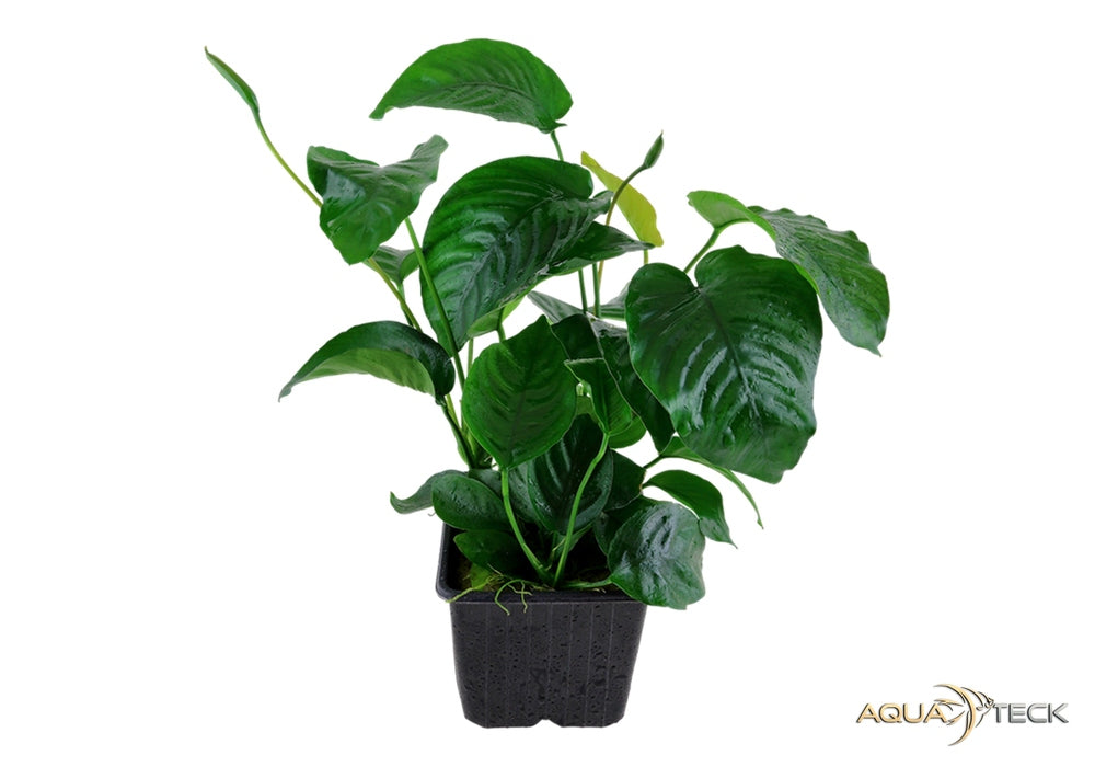 Anubias barteri var. caladiifolia XL aqua-teck